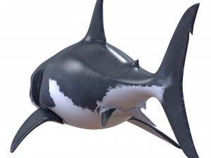 white shark Model 3D