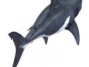 white shark Model 3D