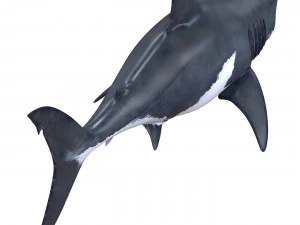 white shark 3D Model