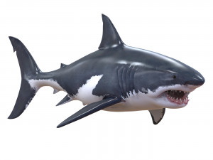 white shark Model 3D