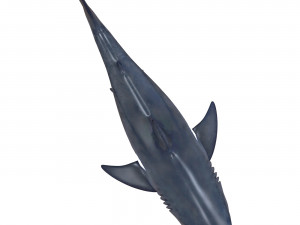 white shark Model 3D