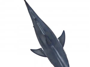 white shark 3D Model