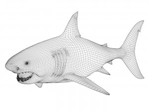 white shark Model 3D