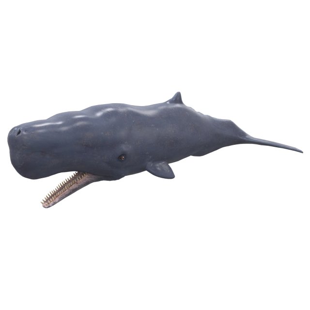 sperm whale with pbr textures Modello 3D .c4d .max .obj .3ds .fbx .stl .blend 
