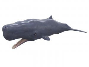 sperm whale with pbr textures 3D Model