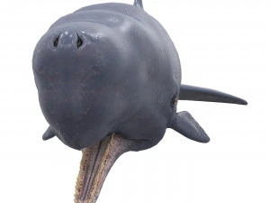 sperm whale with pbr textures 3D Model
