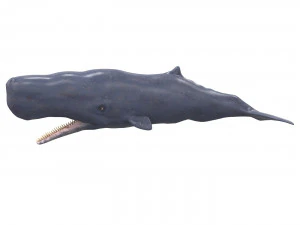 sperm whale with pbr textures 3D Model