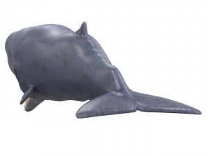 sperm whale with pbr textures 3D Model