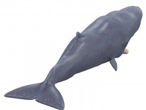 sperm whale with pbr textures 3D Model