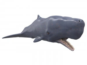 sperm whale with pbr textures 3D Model