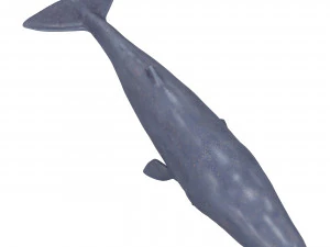sperm whale with pbr textures 3D Model