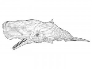 sperm whale with pbr textures 3D Model