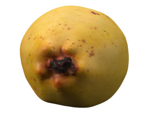 realistic yellow pear 3D Model