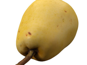 realistic yellow pear 3D Model