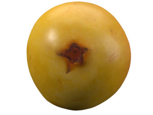 realistic yellow pear 2 3D Model