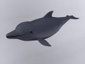 Dolphin 3D Model