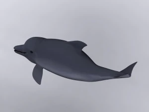 dolphin 3D Model