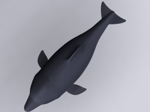 dolphin Modello 3D