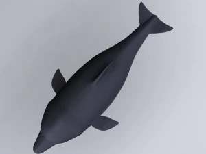 dolphin 3D Model