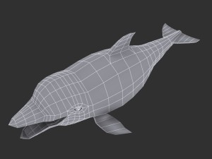 dolphin Modello 3D