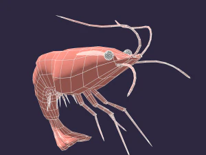 rigged low poly shrimp for animation in blender 3D Model