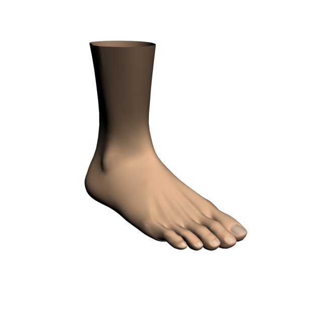 human foot 3D Model .c4d .max .obj .3ds .fbx .stl .blend 