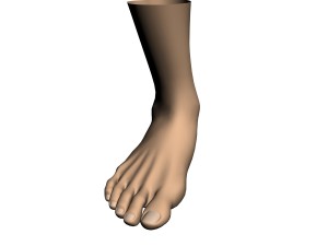 human foot 3D Model