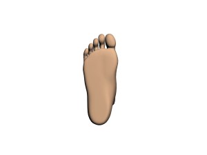 human foot 3D Model