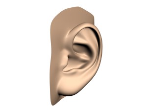 human ear 3D Модель