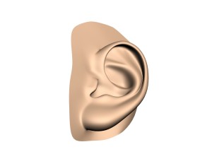 human ear 3D Модель