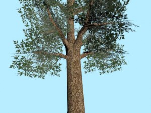 tree low poly 3Dモデル