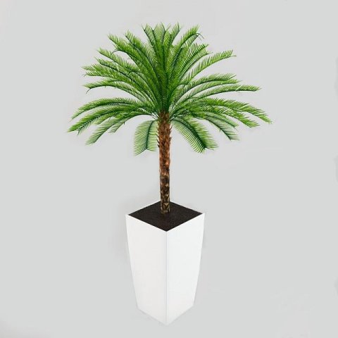 low palm cycas 3D Model .c4d .max .obj .3ds .fbx .stl .blend