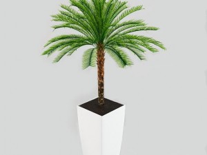 low palm cycas 3D-Modell