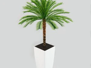 cycas de palmeira baixa Modelo 3D