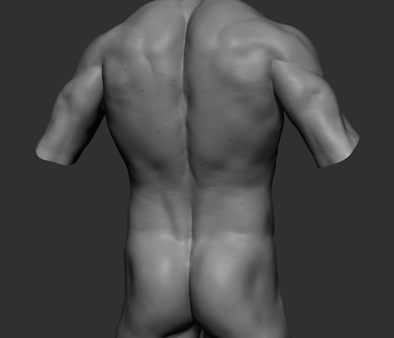 Male Torso V3 3d Model In Anatomy 3dexport