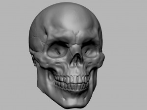Skull 3D Model