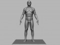 Male Anatomy Figure Modello 3D