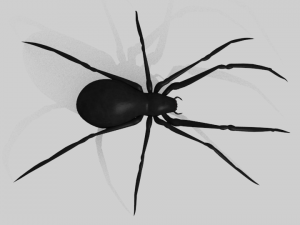 black widow spider rigged 3Dモデル
