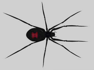 black widow spider rigged 3Dモデル