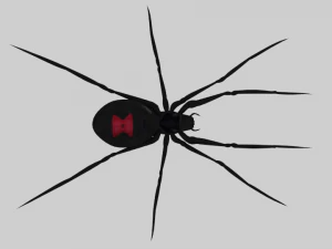 black widow spider rigged 3D Model