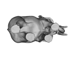 elephant 3d stl 3D Print Model