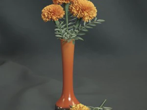 मैरीगोल्ड्स 3D मॉडल