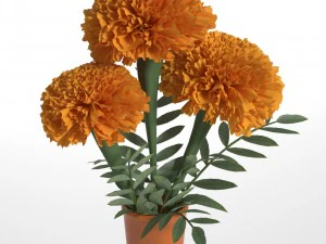 marigolds 3D Model