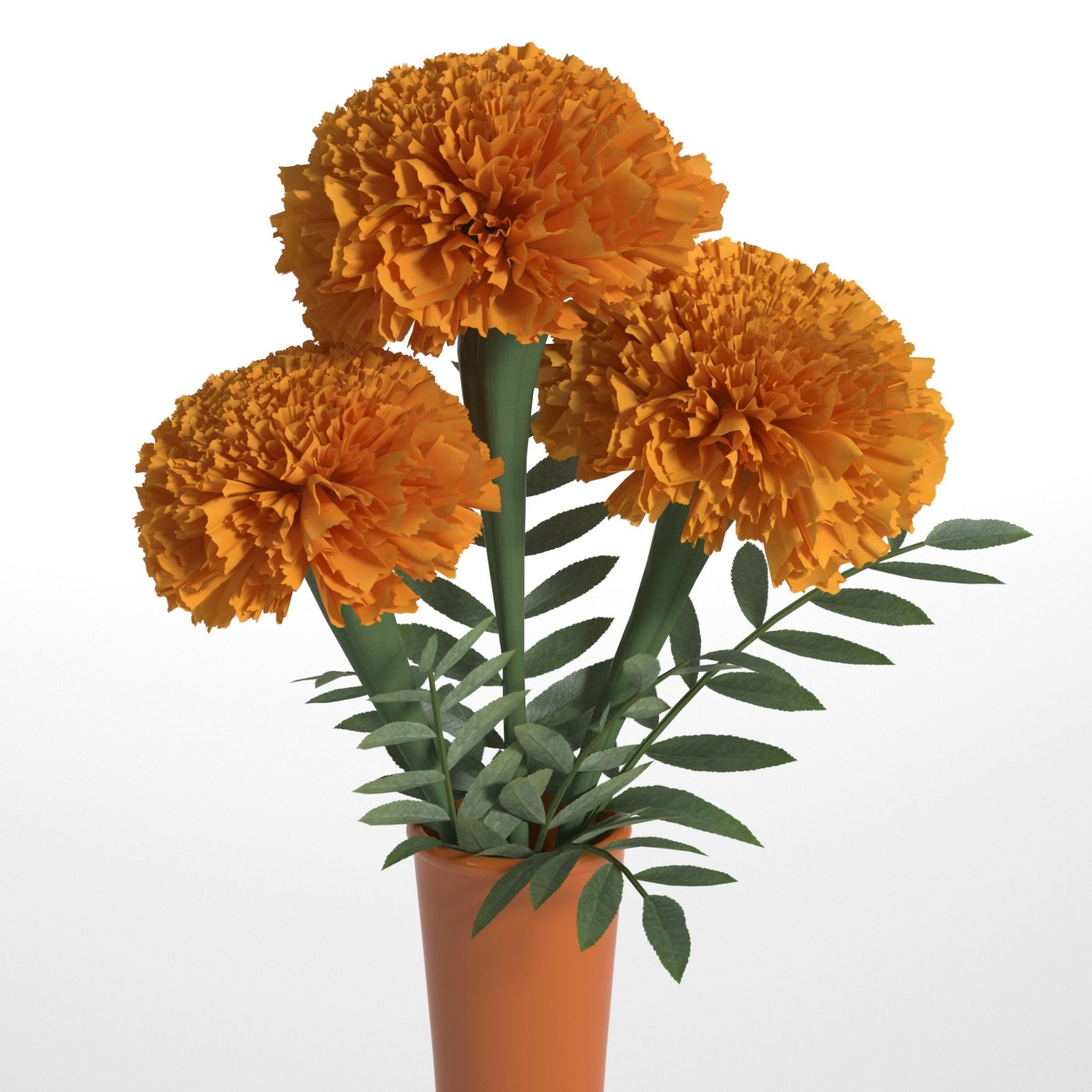 Marigolds Modele 3d In Fleurs 3dexport