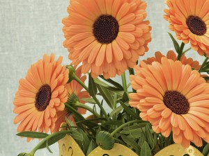 calendula 3D Model
