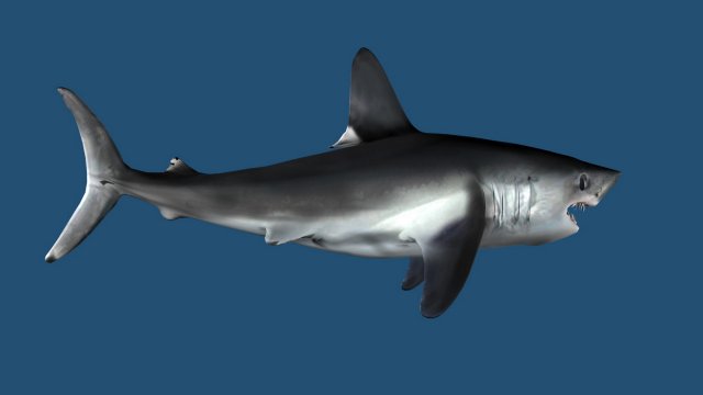 Lamna nasus shark 3D Model .c4d .max .obj .3ds .fbx .stl .blend 