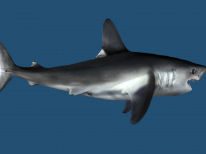 Lamna nasus shark 3D Модель