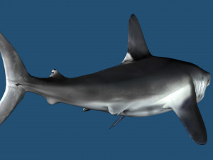 Lamna nasus shark 3D Model