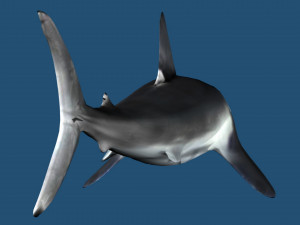 Lamna nasus shark 3D Model