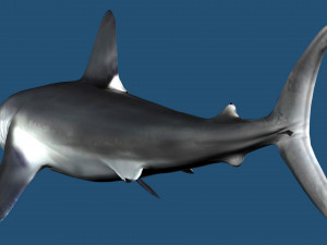 Lamna nasus shark 3D Model